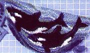 orcas1.jpg