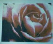 roseinbloom.jpg